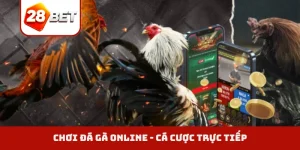 Chơi đá gà online