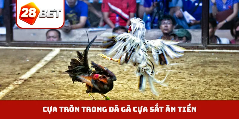 Cựa tròn trong đá gà cựa sắt ăn tiền