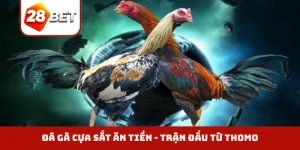 Đá gà cựa sắt ăn tiền