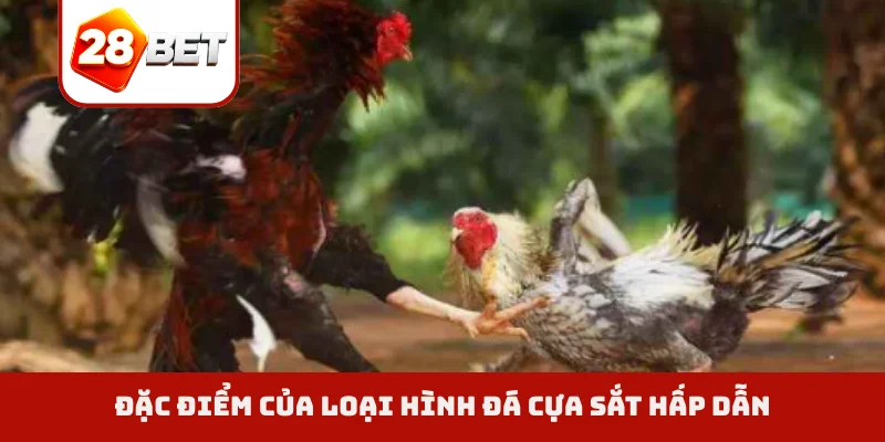 Đặc điểm của loại hình đá cựa sắt hấp dẫn