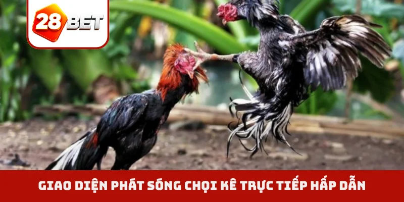 Giao diện phát sóng chọi kê trực tiếp hấp dẫn