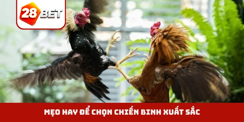Mẹo hay để chọn chiến binh xuất sắc