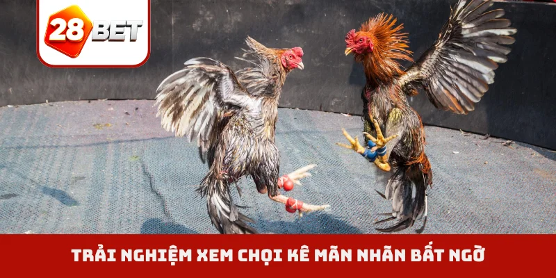 Trải nghiệm xem chọi kê mãn nhãn bất ngờ